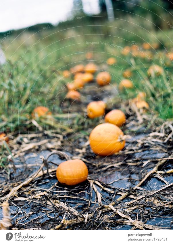 Kürbis-Patch Lebensmittel Gemüse Bioprodukte Halloween Landwirtschaft Forstwirtschaft Herbst Pflanze Nutzpflanze nachhaltig Kürbisse Fleck Bauernhof Ernte