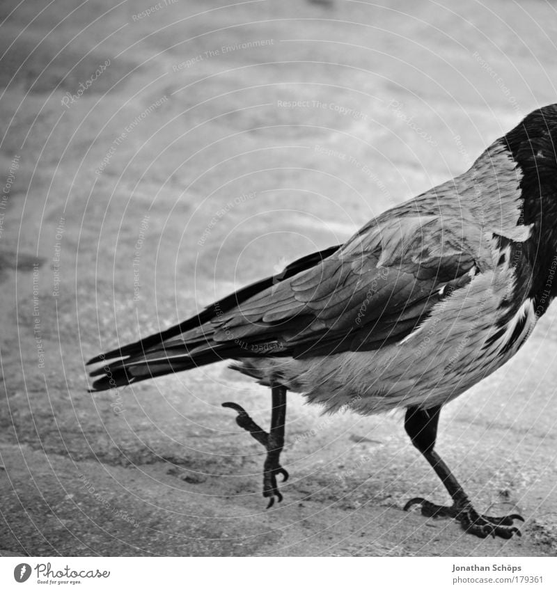 da guckt der Vogel übern Rand hinaus Schwarzweißfoto Textfreiraum oben Schwache Tiefenschärfe Tierporträt Wegsehen Flügel 1 gehen Rahmen urinieren kopflos Feder