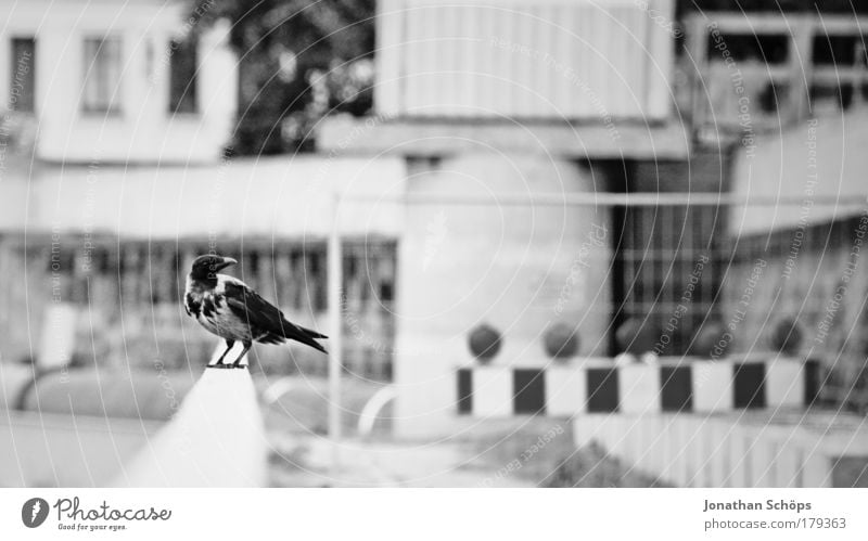 Der Vogel von der Baustelle Umwelt Tier Flügel 1 Stadt Geländer Seite Profil erstaunt links rechts Wegsehen beobachten Arbeit & Erwerbstätigkeit Einsamkeit