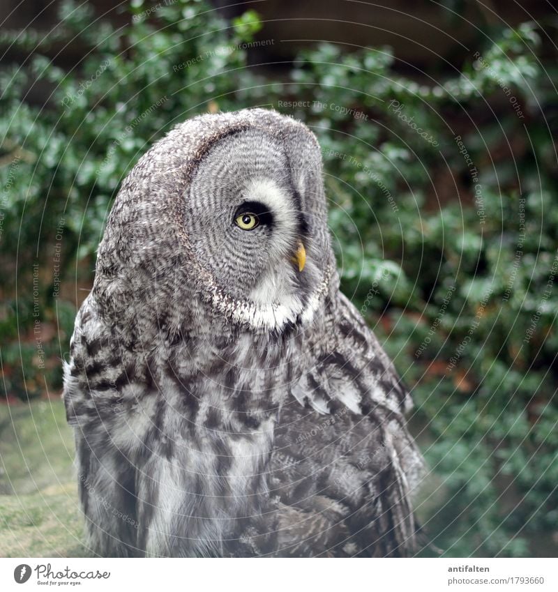 Was guckst du? Tourismus Ausflug Natur Sommer Herbst Baum Sträucher Blatt Park Tier Wildtier Tiergesicht Flügel Zoo Uhu Eulenvögel Feder Schnabel Auge 1