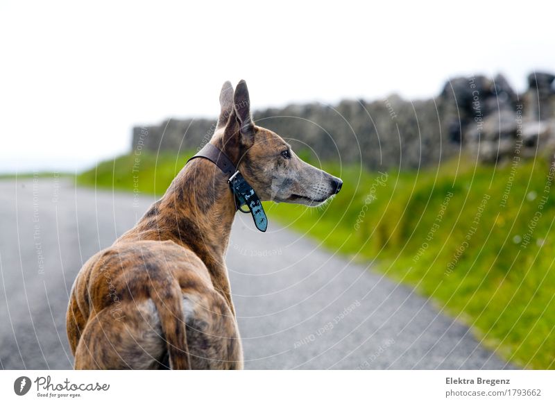 dog, Hund, perro, greyhound, Windhund, galgo; Natur Wiese Mauer Wand Wege & Pfade Tier 1 stehen braun grau grün Farbfoto Außenaufnahme Menschenleer Tag