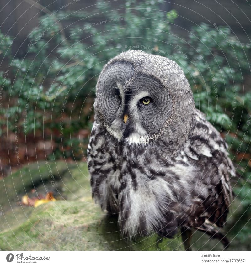 Komischer Vogel Freizeit & Hobby Tourismus Ausflug Herbst schlechtes Wetter Regen Park Stein Sträucher Tier Wildtier Tiergesicht Flügel Krallen Zoo Gehege Käfig