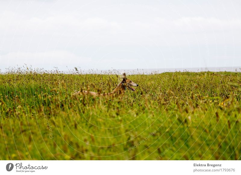 dog, Hund, perro, greyhound, Windhund, galgo; Umwelt Natur Landschaft Sommer Gras Wiese Tier 1 grün Farbfoto mehrfarbig Außenaufnahme Menschenleer Tag Unschärfe