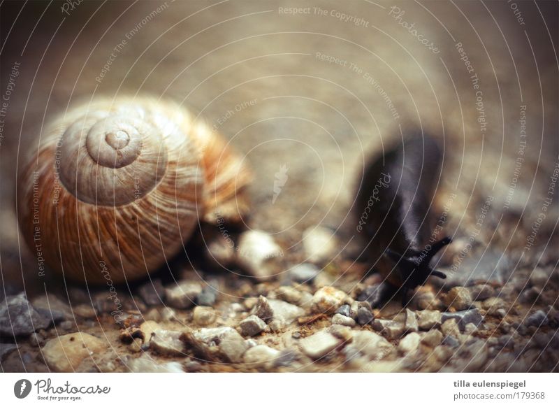 sich selbst genügen. Farbfoto Außenaufnahme Menschenleer Textfreiraum oben Textfreiraum unten Tag Unschärfe Tierporträt Natur Erde Haus Wildtier Schnecke 1