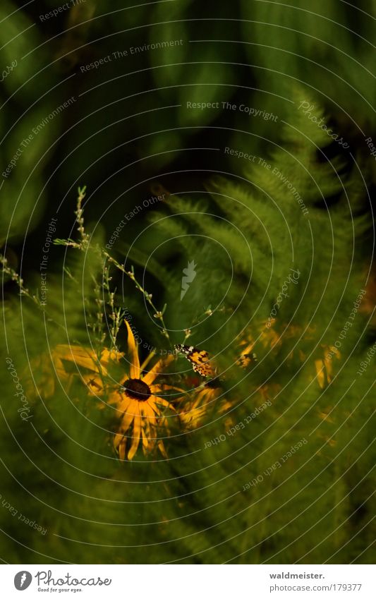 Farn, Blume, Schmetterling Farbfoto mehrfarbig Experiment abstrakt Unschärfe Schwache Tiefenschärfe schön Sommer Echte Farne ästhetisch Warmherzigkeit Hoffnung