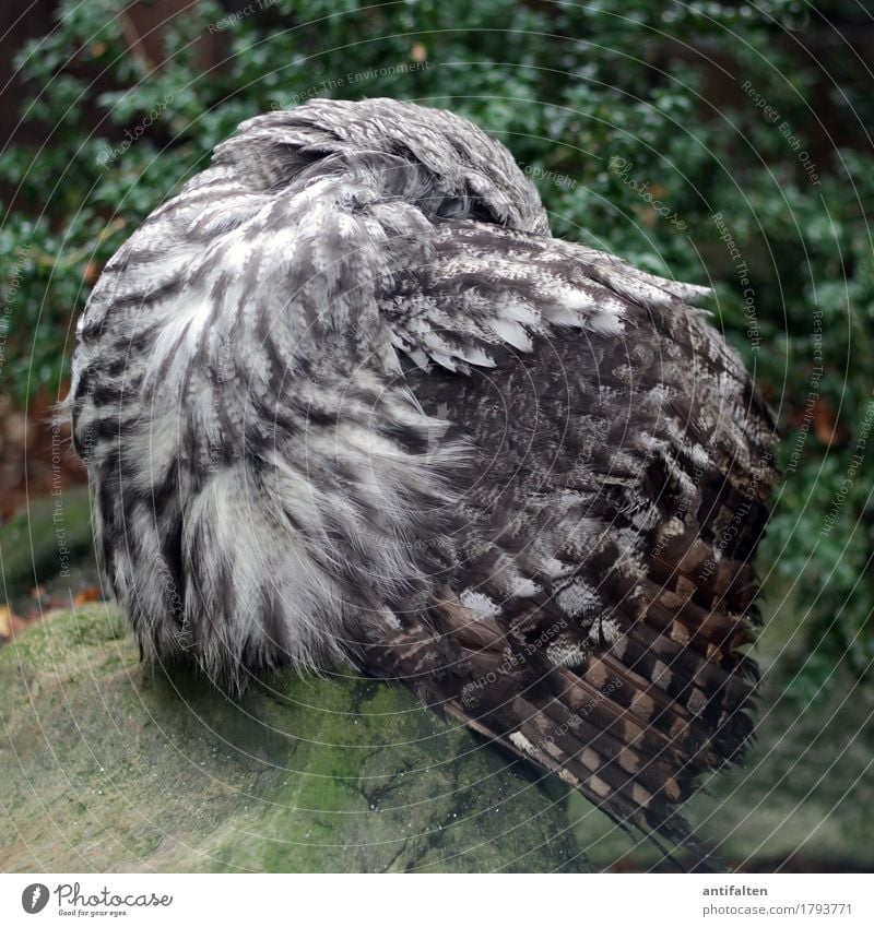 Kann gar nicht hinschauen Tourismus Ausflug Natur Herbst Sträucher Stein Tier Wildtier Flügel Zoo Eulenvögel Feder Gehege Käfig 1 braun grau Schutz Tierliebe