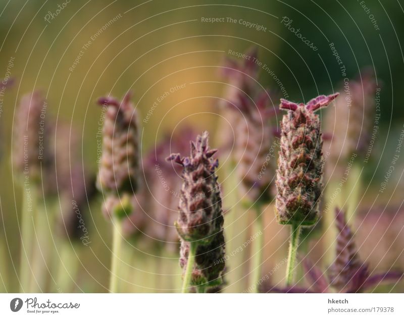 Fanpost Farbfoto Gedeckte Farben Außenaufnahme Menschenleer Abend Dämmerung Schwache Tiefenschärfe Pflanze Gras Wiese Duft natürlich schön wild Vertrauen