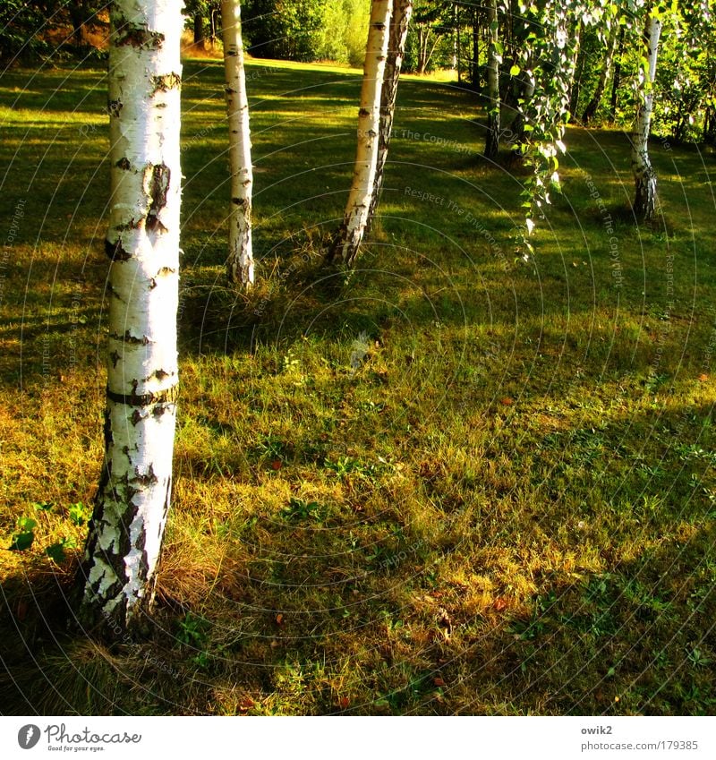 September Farbfoto mehrfarbig Außenaufnahme Detailaufnahme Menschenleer Textfreiraum rechts Textfreiraum unten Tag Abend Licht Schatten Kontrast