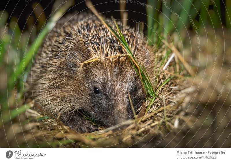 Junger Igel Natur Tier Pflanze Gras Wiese Wildtier Tiergesicht Krallen Pfote Stachel 1 Tierjunges beobachten Blick klein nah natürlich niedlich Spitze stachelig