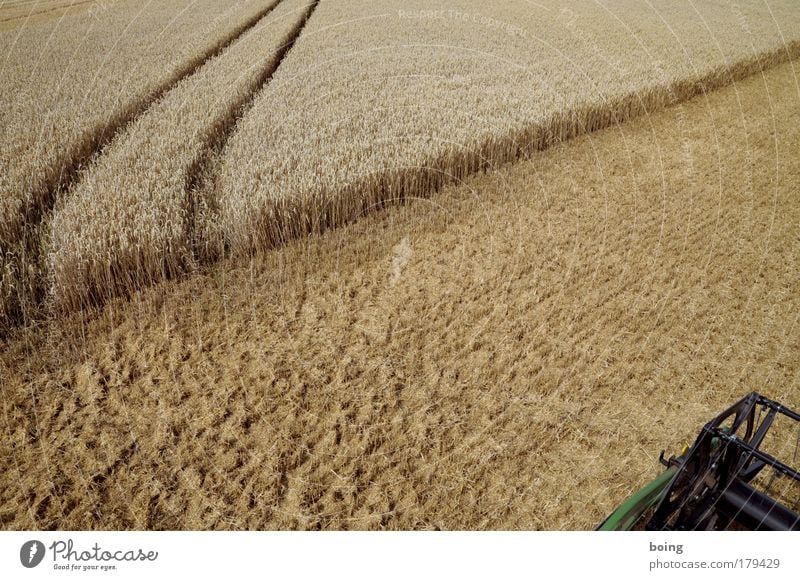 Drescher fahren Farbfoto Getreide Teigwaren Backwaren Erntedankfest Landwirtschaft Nutzpflanze Feld Mähdrescher Weizen Gerste Roggen dreschen Feldarbeit Herbst