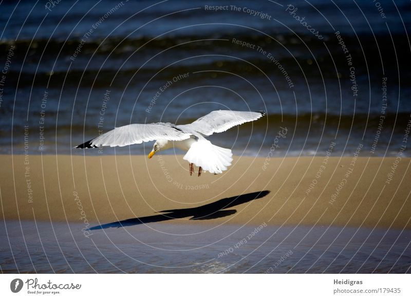 Anflug Farbfoto Außenaufnahme Menschenleer Textfreiraum links Textfreiraum rechts Textfreiraum oben Textfreiraum unten Tag Schatten Silhouette Sonnenlicht