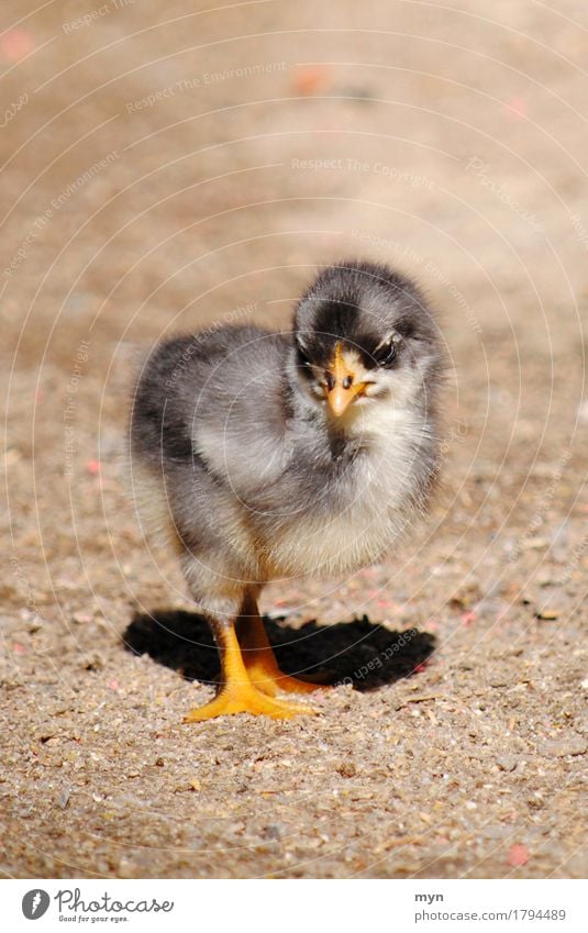 Küken Tier Nutztier niedlich Geburt neugeboren Tierjunges Schnabel Krallen weich Haushuhn ausrutschen Jugendliche Leben schön Natur Vogel Sand Frühling