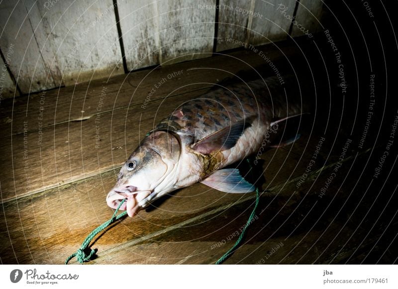 Sapan Farbfoto Blitzlichtaufnahme Schatten Kontrast Lebensmittel Fisch Ernährung Abendessen Festessen Angeln Ferien & Urlaub & Reisen Ferne Expedition