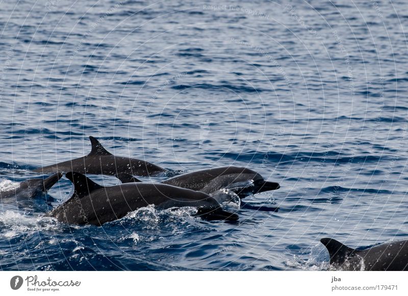 Flippers Farbfoto Menschenleer Textfreiraum oben Tag Spielen Ferien & Urlaub & Reisen Tourismus Ausflug Freiheit Sommerurlaub Meer Umwelt Natur Urelemente