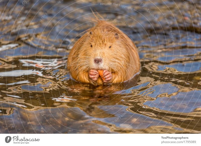 Frontal nah oben mit einem Coypuessen Tier Wildtier Tiergesicht 1 Denken Essen füttern Freundlichkeit lustig nass niedlich orange Körper und Form Europa Tiere