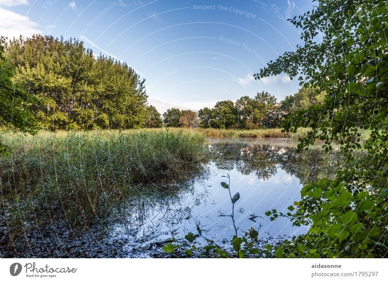 Teich Natur Landschaft Wasser Sommer Gefühle Zufriedenheit achtsam Vorsicht Gelassenheit geduldig ruhig Idylle Heiligendamm Mecklenburg-Vorpommern Deutschland