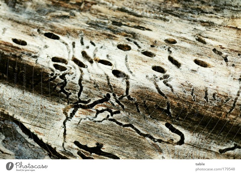 tot Farbfoto Gedeckte Farben Makroaufnahme Landwirtschaft Forstwirtschaft Umwelt Natur Pflanze Baum Totholz Baumstamm Holz alt Fressen dehydrieren dunkel