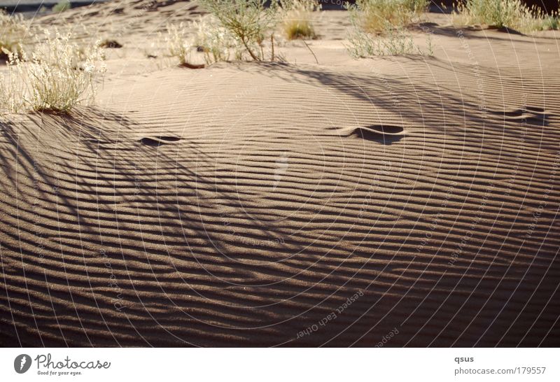 Moiré Sand Morgen Wüste Wellen Grasbüschel Strukturen & Formen Schatten Dürre Fußspur Einsamkeit Gegenlicht