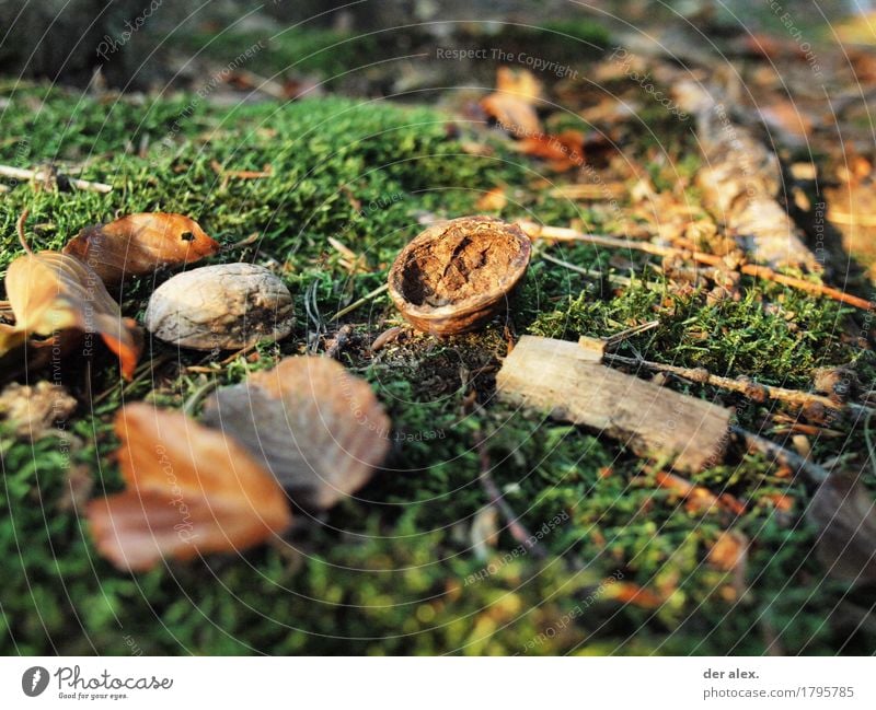 Waldboden Umwelt Natur Erde Sonnenlicht Herbst Klima Pflanze Gras Moos Wildpflanze Laub Holz weich Walnuss Ast Farbfoto Außenaufnahme Nahaufnahme Menschenleer