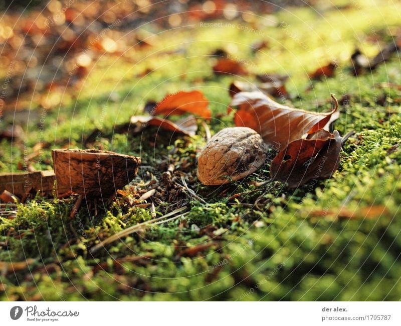 Nuss Umwelt Natur Pflanze Erde Sonnenlicht Herbst Klima Gras Moos Blatt Wildpflanze Walnuss Wald leuchten dreckig Gesundheit glänzend weich braun gelb gold grün