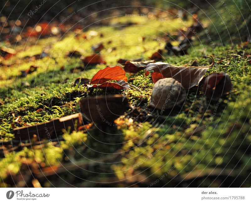 Moos Natur Erde Sonnenlicht Herbst Pflanze Blatt Wildpflanze Walnuss Wald wandern weich braun gold grün orange ruhig Leben einzigartig Klima Wachstum Laub