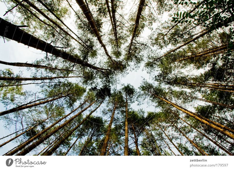 Waldfrosch Baum Baumstamm Brandenburg Herbst hochwald Kiefer Nadelwald Sommer Sonne Tanne