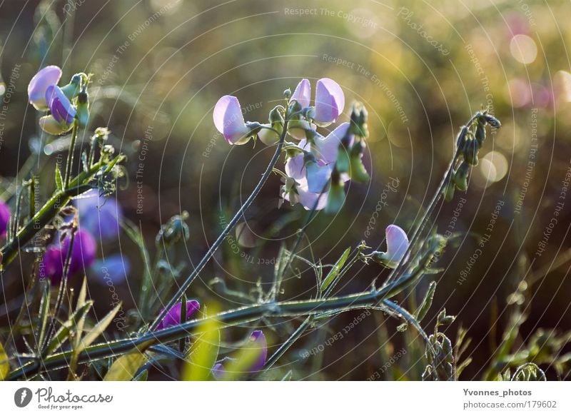 Herbsttag Farbfoto mehrfarbig Außenaufnahme Morgen Morgendämmerung Licht Sonnenlicht Sonnenstrahlen ruhig Sommer Umwelt Natur Landschaft Pflanze Tier Erde