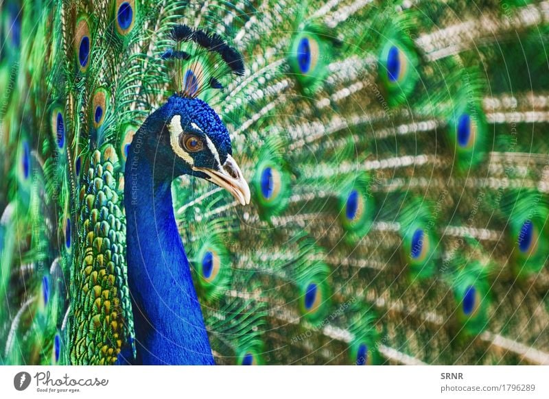 Porträt von Pfau Tier Vogel 1 schön Festakt Balz Balzritual verdecktes Federtier Vogelwelt verdeckte Federn extravaganter Schwanz Augenfleckschwanz Fauna