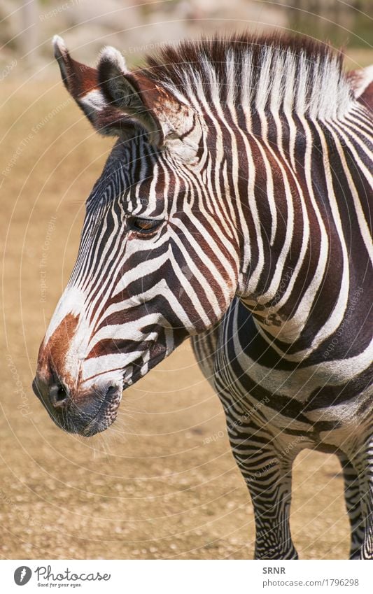 Porträt von Zebra Umwelt Natur Tier Wildtier Pferd Tiergesicht 1 Streifen wild Afrikanisch afrikanisches Pferd ökologisch pferdeähnlich equus burchelli