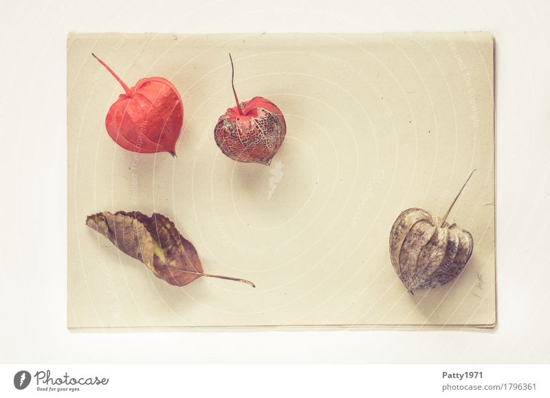 Physalis alkekengi Lebensmittel Frucht Ernährung Pflanze Blatt Lampionblume Papier Zettel Herbarium Stillleben alt hell kaputt natürlich retro trocken braun