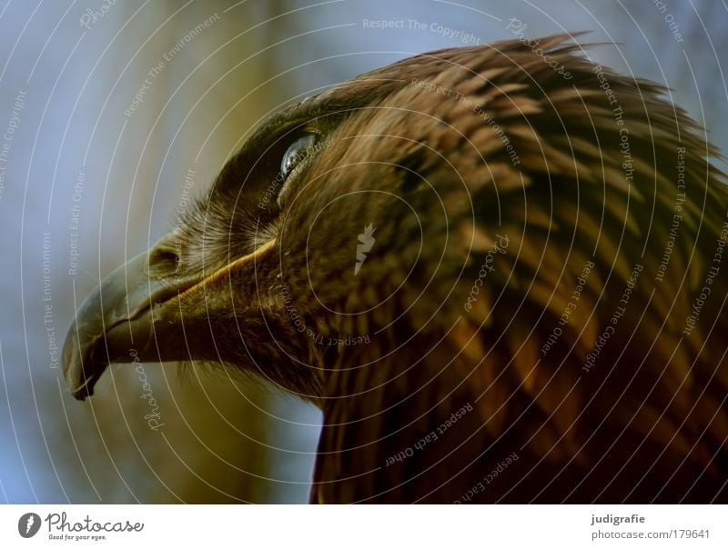 Räuber Farbfoto Außenaufnahme Tag Tierporträt Wegsehen Natur Wildtier Vogel Tiergesicht 1 natürlich Steppenadler Greifvogel Schnabel