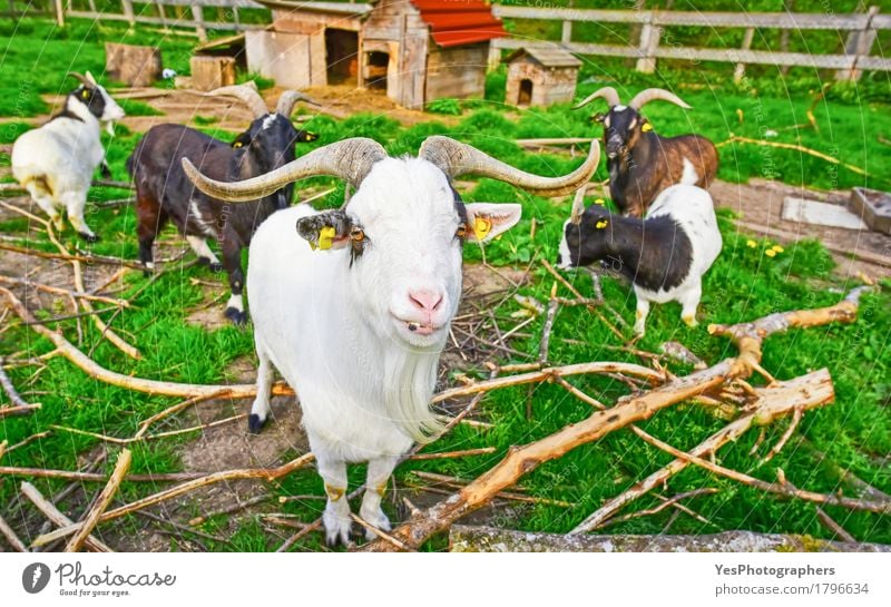 Lange gehörnte Ziegengruppe schön Garten Natur Tier Frühling Sommer Nutztier Tiergruppe Herde Freundlichkeit lustig grün amüsant Tiere heimisch domestiziert