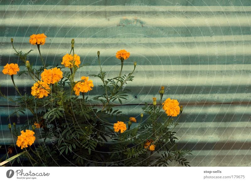 Schutzblech Farbfoto Textfreiraum rechts Zentralperspektive Blick in die Kamera Umwelt Natur Pflanze Sommer Herbst Blume Blüte Wildpflanze Park Duft natürlich