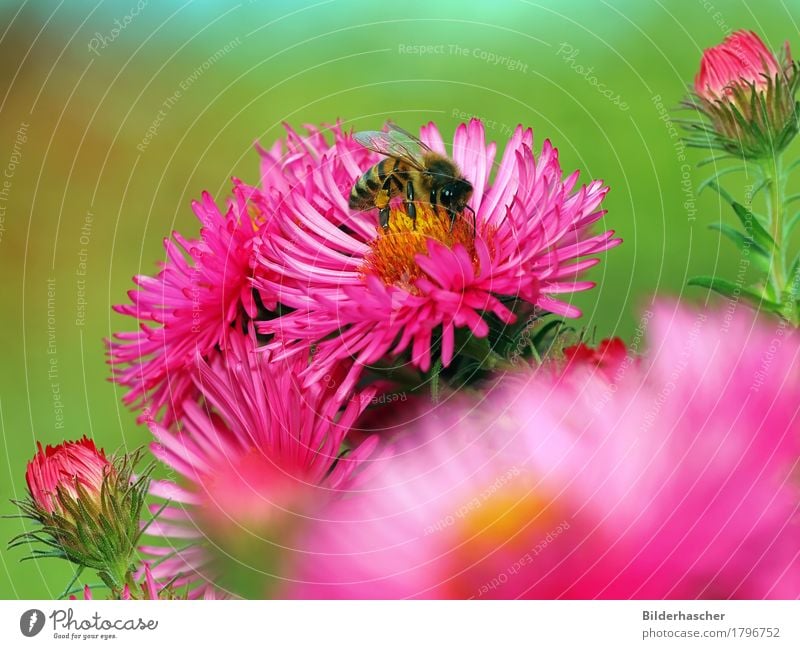 Rosa Astern mit Biene Honigbiene strahlend Insekt Fluginsekt Blüte Blume Sommerblumen Blütenstauden Korbblütengewächs Blumenstrauß Blütenblatt Pollen Nektar