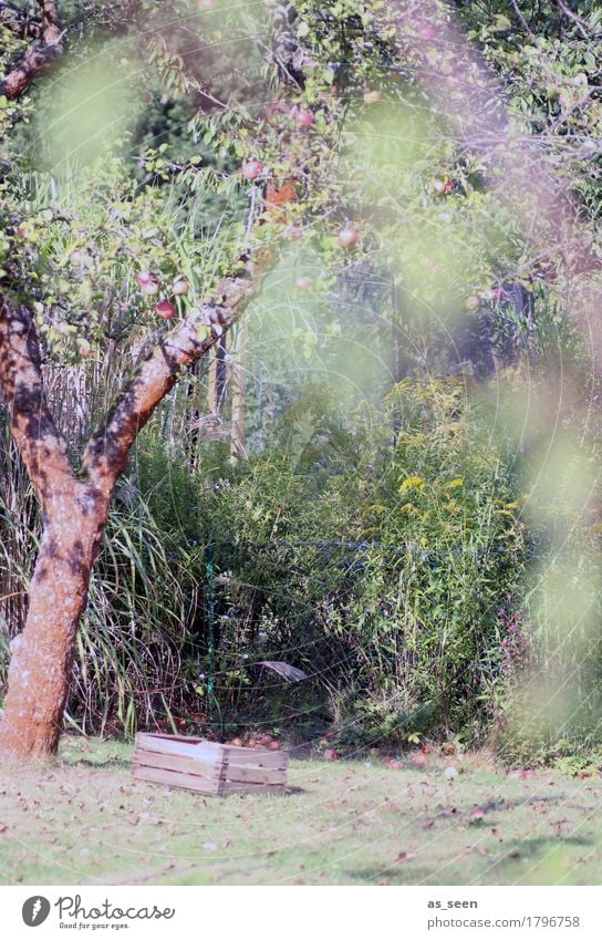 Apfelbaum Frucht Ernährung Sommer Garten Erntedankfest Umwelt Natur Herbst Schönes Wetter Baum Obstbaum Erholung authentisch hell natürlich braun grün Gefühle