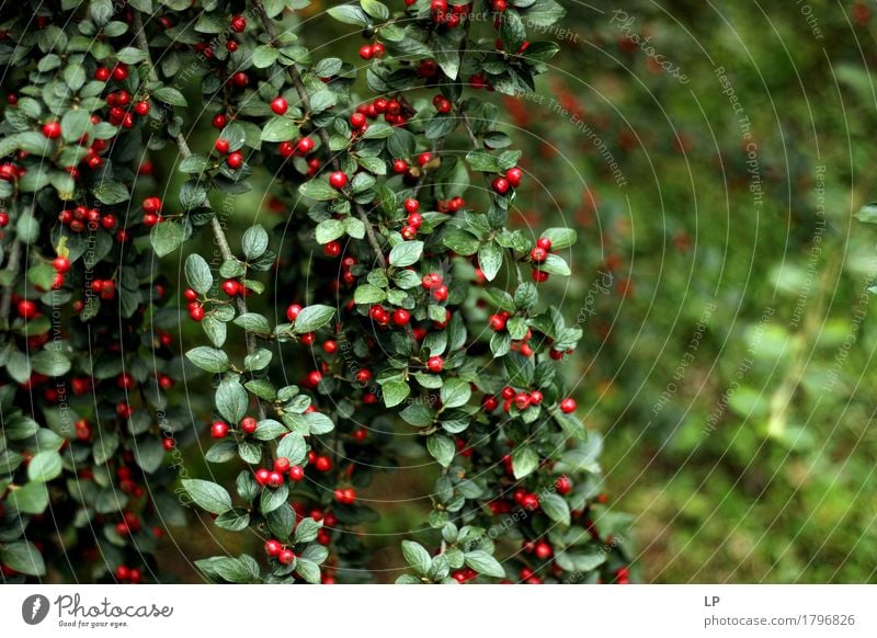 rote Beeren Lebensmittel Ernährung Bioprodukte Vegetarische Ernährung Natur Pflanze Frühling Sommer Herbst Schönes Wetter Baum Blatt Garten Park natürlich Wärme