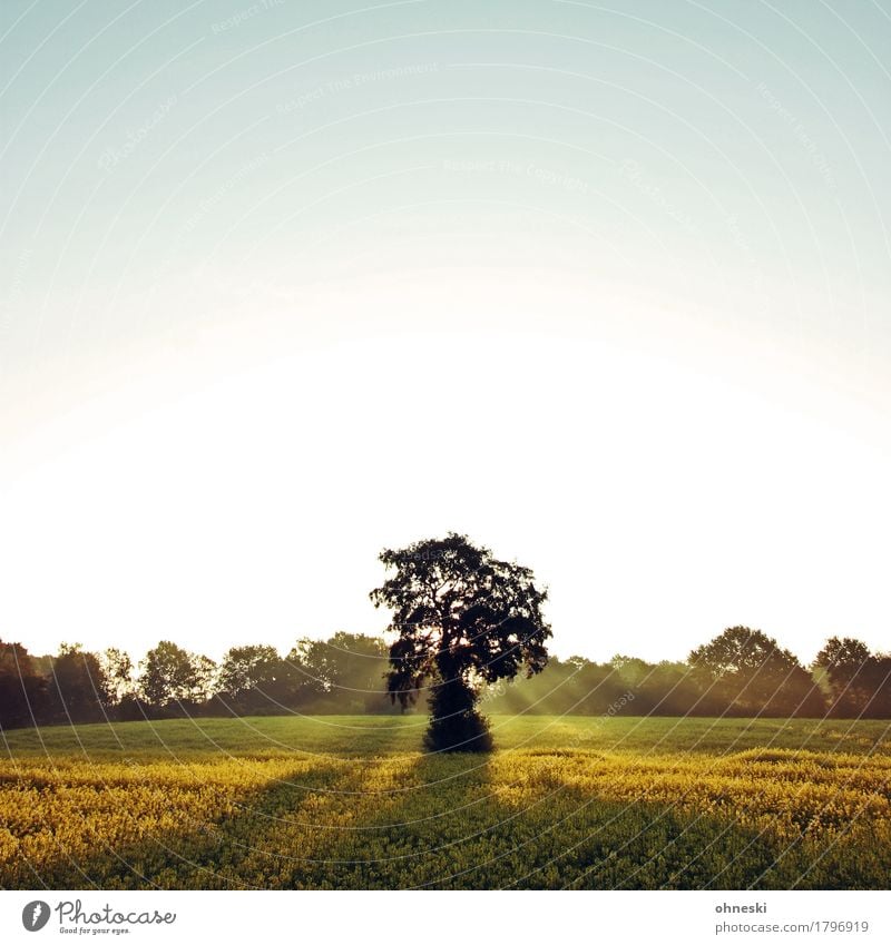 Good Morning Landschaft Himmel Wolkenloser Himmel Wetter Schönes Wetter Baum Feld Vertrauen Romantik friedlich Güte dankbar geduldig ruhig Leben Hoffnung Glaube