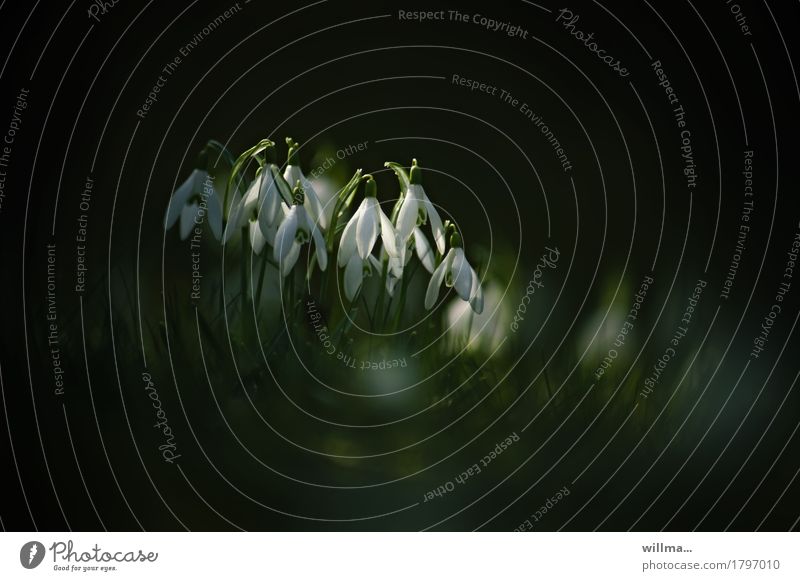 Schneeglöckchen Frühling Frühblüher Frühlingsblume zart Natur Textfreiraum Blume blühen Frühjahr