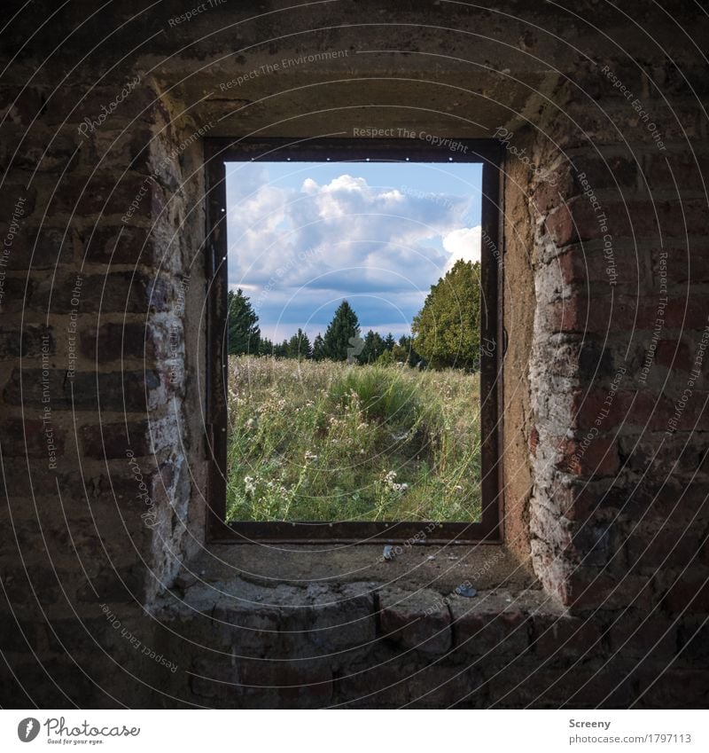 Fenster... natürlich Natur Landschaft Himmel Wolken Sommer Schönes Wetter Baum Gras Sträucher Wiese Mauer Wand beobachten alt Zerstörung verfallen Backstein