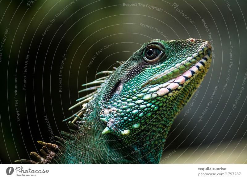 Leguan Tier Wildtier Echsen Reptil Leguane Drache Grüner Leguan 1 grün smaragdgrün Farbfoto Porträt Tierporträt Blick nach oben