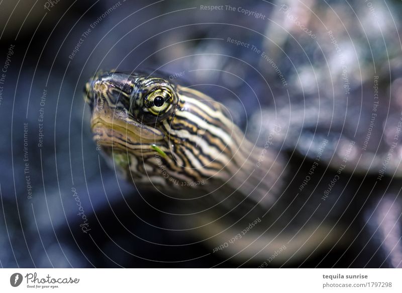 Minischildkröte Tier Wildtier Tiergesicht Schildkröte Reptil Wasserschildkröte Auge 1 klein Farbfoto Schwache Tiefenschärfe Porträt Tierporträt Blick nach vorn