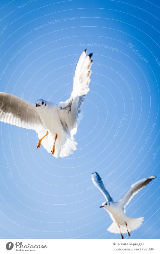 Durchstarter Himmel Sommer Schönes Wetter Tier Vogel 2 Tierpaar beobachten fliegen frech frei Zusammensein natürlich wild blau schwarz weiß Neugier Interesse