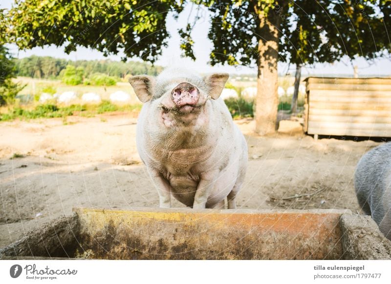 Schnüffelschwein Sommer Baum Tier Schwein Hängebauchschwein 1 atmen Blick stehen warten dreckig Freundlichkeit Neugier Erwartung Futter Futterplatz Trog