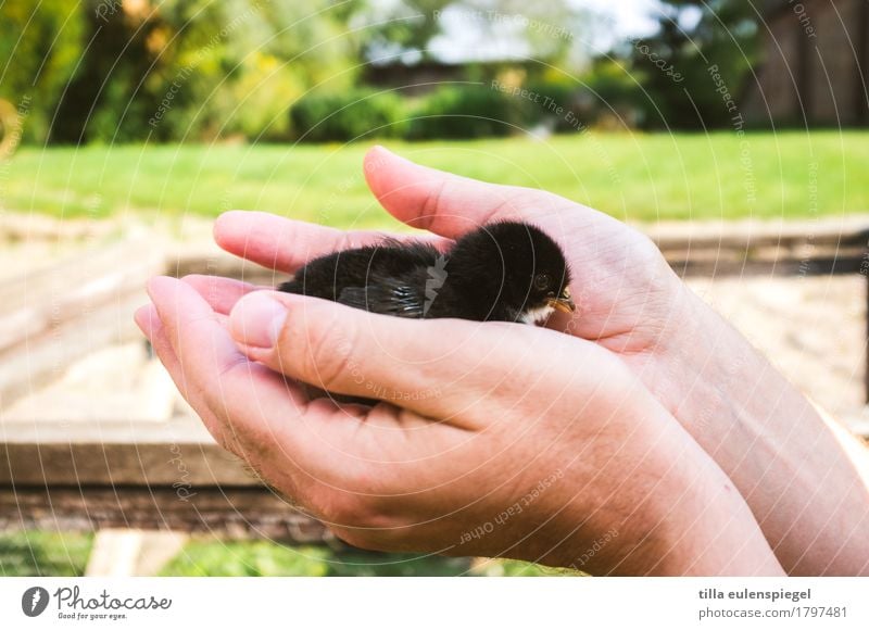 Lieber das Küken in der Hand ... Freizeit & Hobby maskulin 1 Mensch Tier Nutztier Haushuhn Tierjunges berühren fangen festhalten hocken kuschlig klein niedlich