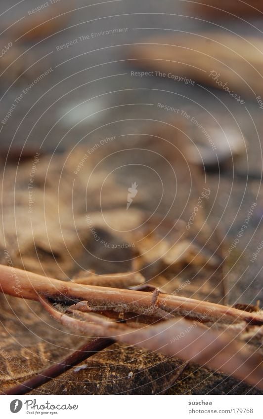 noch ein bisschen mehr herbst .. im voraus Farbfoto Gedeckte Farben Außenaufnahme Nahaufnahme Detailaufnahme Makroaufnahme Textfreiraum oben Unschärfe