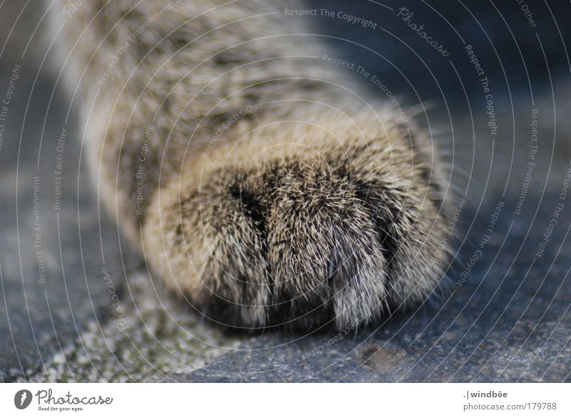 Auf leisen Pfoten Farbfoto Außenaufnahme Nahaufnahme Detailaufnahme Menschenleer Tag Licht Zentralperspektive Totale Blick nach unten Tier Haustier Katze