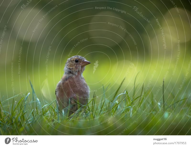 junger Buchfink Natur Tier Sonnenlicht Sommer Schönes Wetter Gras Garten Park Wiese Wildtier Vogel Tiergesicht Flügel 1 Tierjunges sitzen ästhetisch