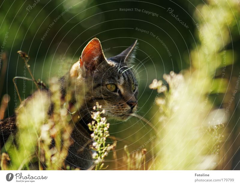 Anschleichen Farbfoto mehrfarbig Außenaufnahme Tag Umwelt Natur Tier Sonne Sonnenlicht Frühling Sommer Herbst Wärme Pflanze Gras Sträucher Wildpflanze Garten