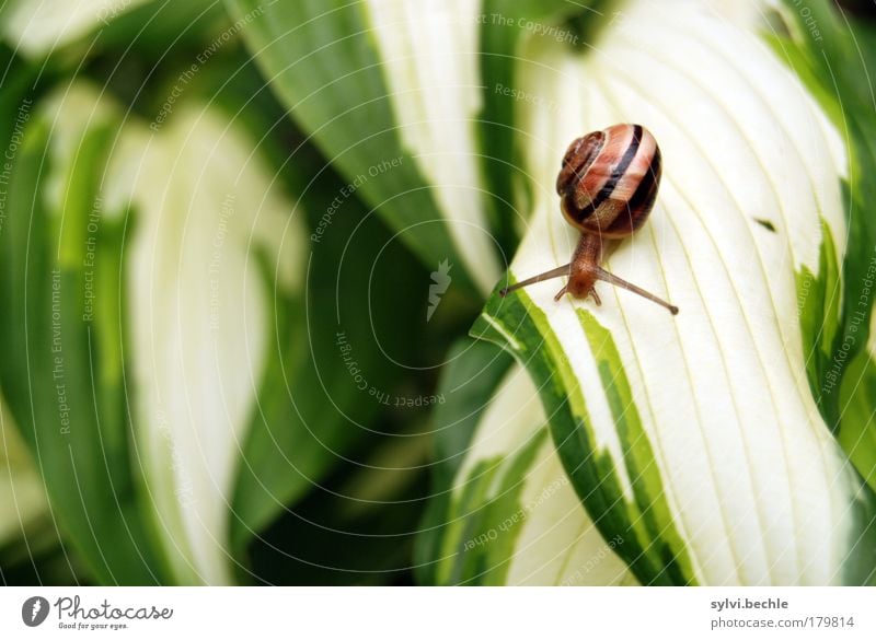 Schneckenkind Natur Pflanze Tier Blatt Wildtier klein niedlich braun gelb grün langsam Bewegung krabbeln Streifen bedächtig zart zerbrechlich Farbfoto