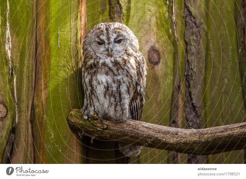 Eule Wildtier Vogel 1 Tier Tierliebe Einsamkeit Eulenvögel Uhu sitzen Farbfoto Außenaufnahme Menschenleer Tag Blick Blick in die Kamera Blick nach vorn